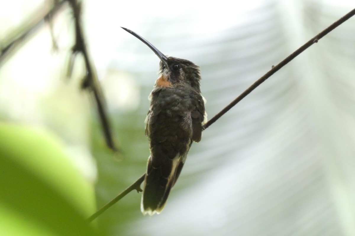kolibřík světloocasý - ML612132210