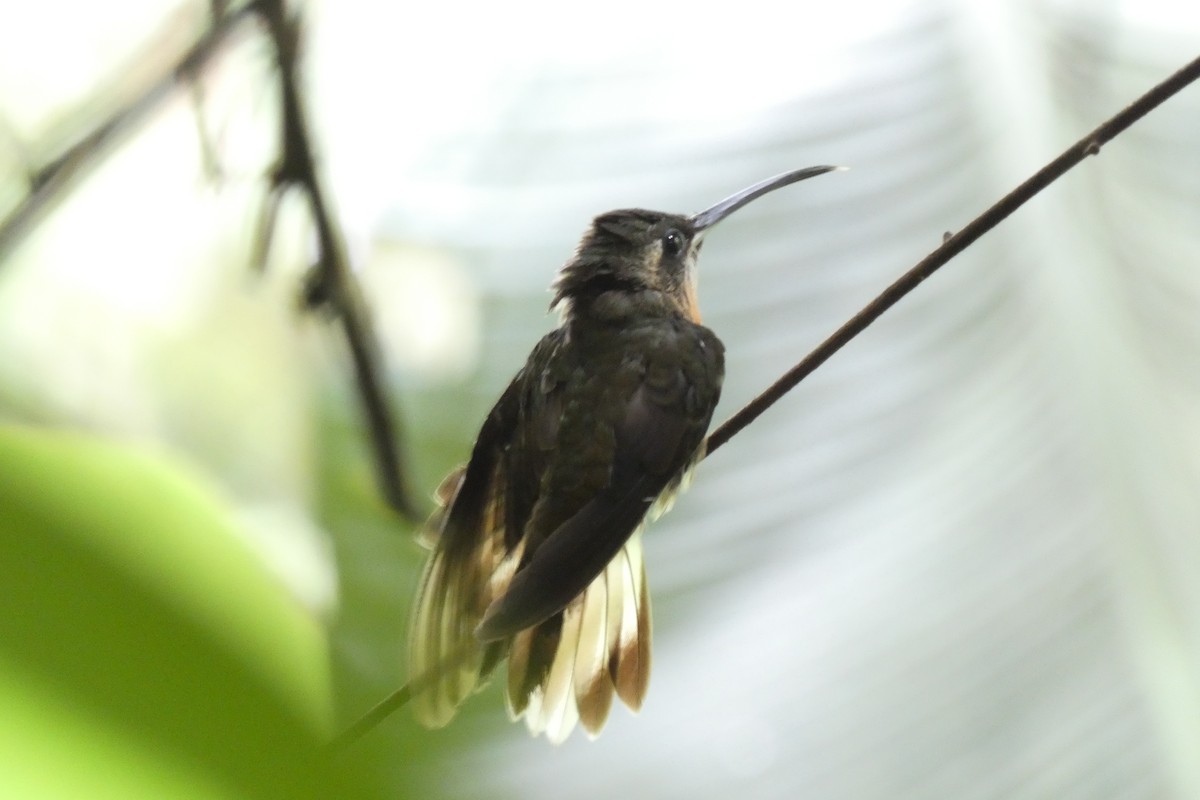 kolibřík světloocasý - ML612132211