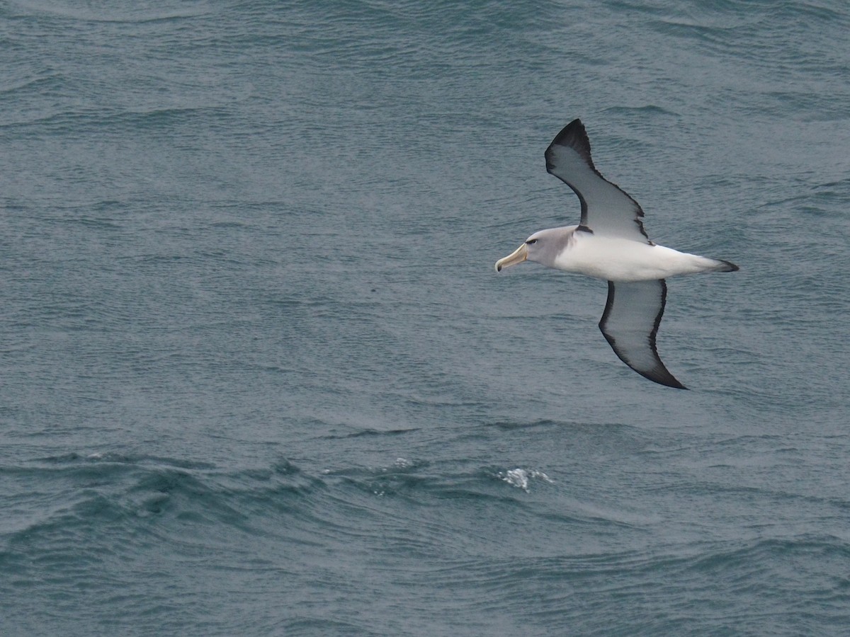 Salvin's Albatross - ML612132218