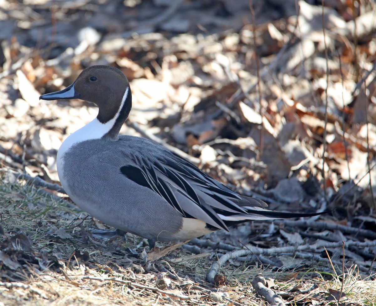 Northern Pintail - ML612132222