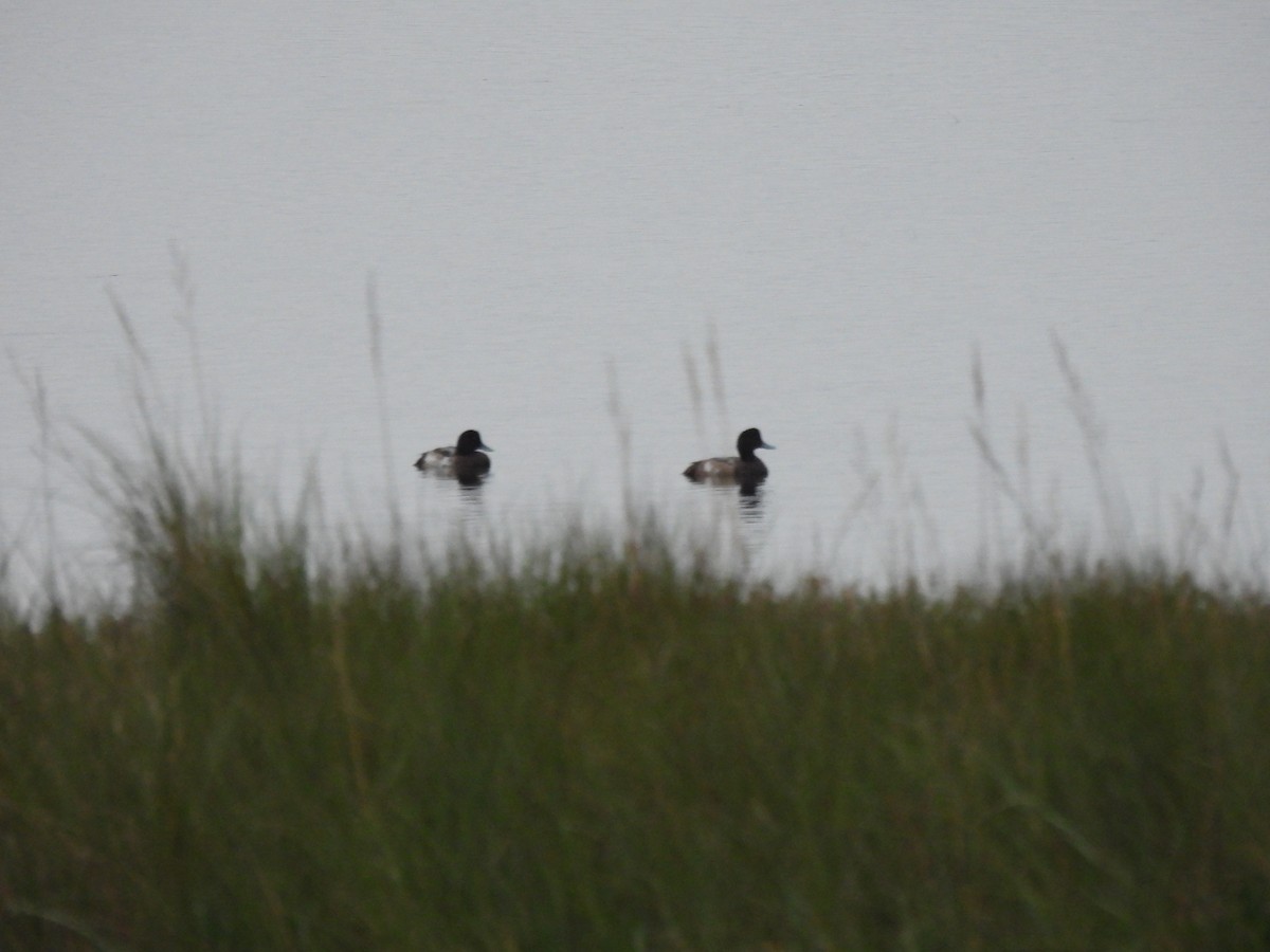 Greater Scaup - ML612132242