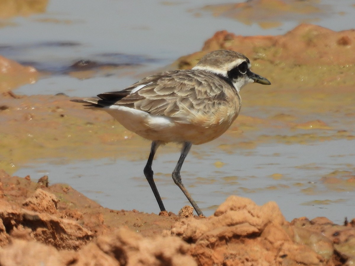 Kittlitz's Plover - ML612132248