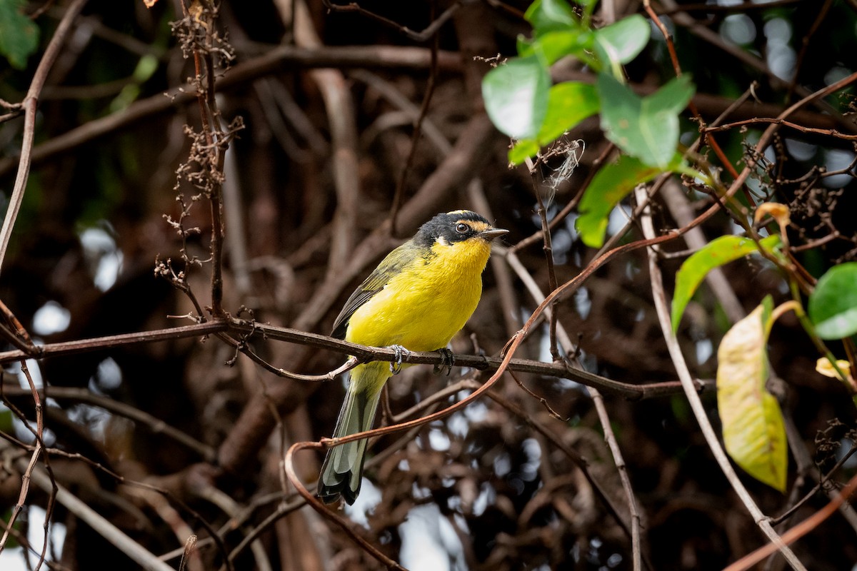 Yellow-crowned Redstart - ML612132252