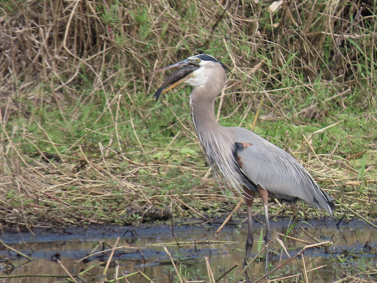 Great Blue Heron - ML612132256