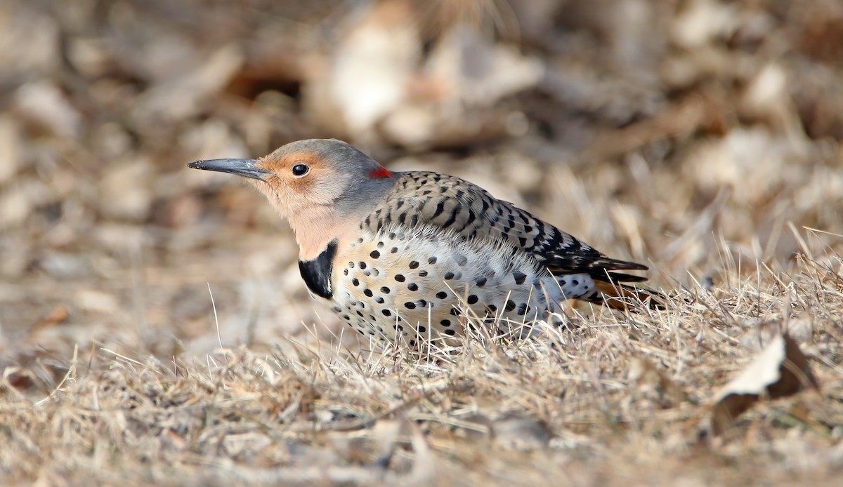 Northern Flicker - ML612132267