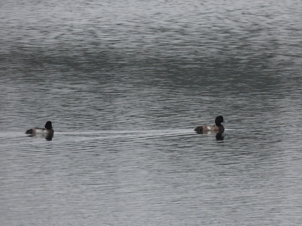 Greater Scaup - ML612132270