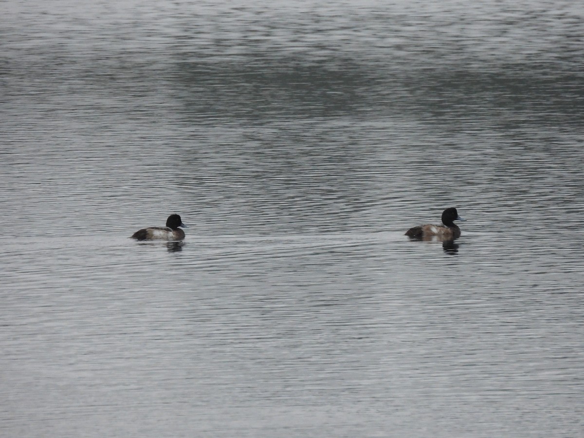 Greater Scaup - ML612132271