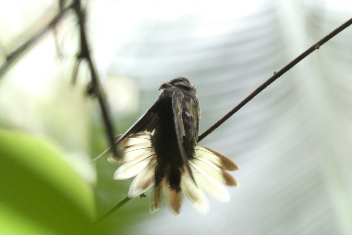 kolibřík světloocasý - ML612132351