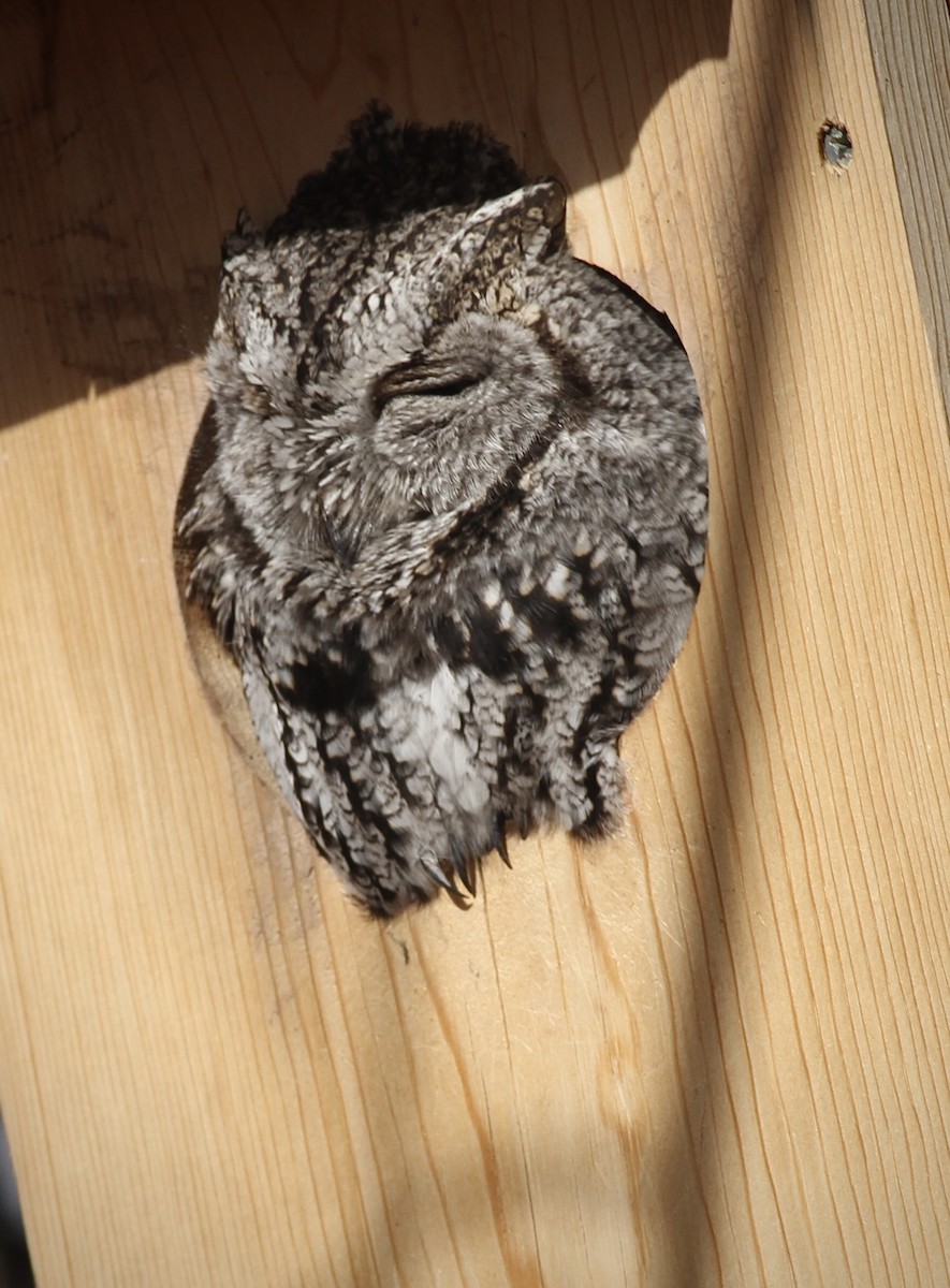 Western Screech-Owl - ML612132452