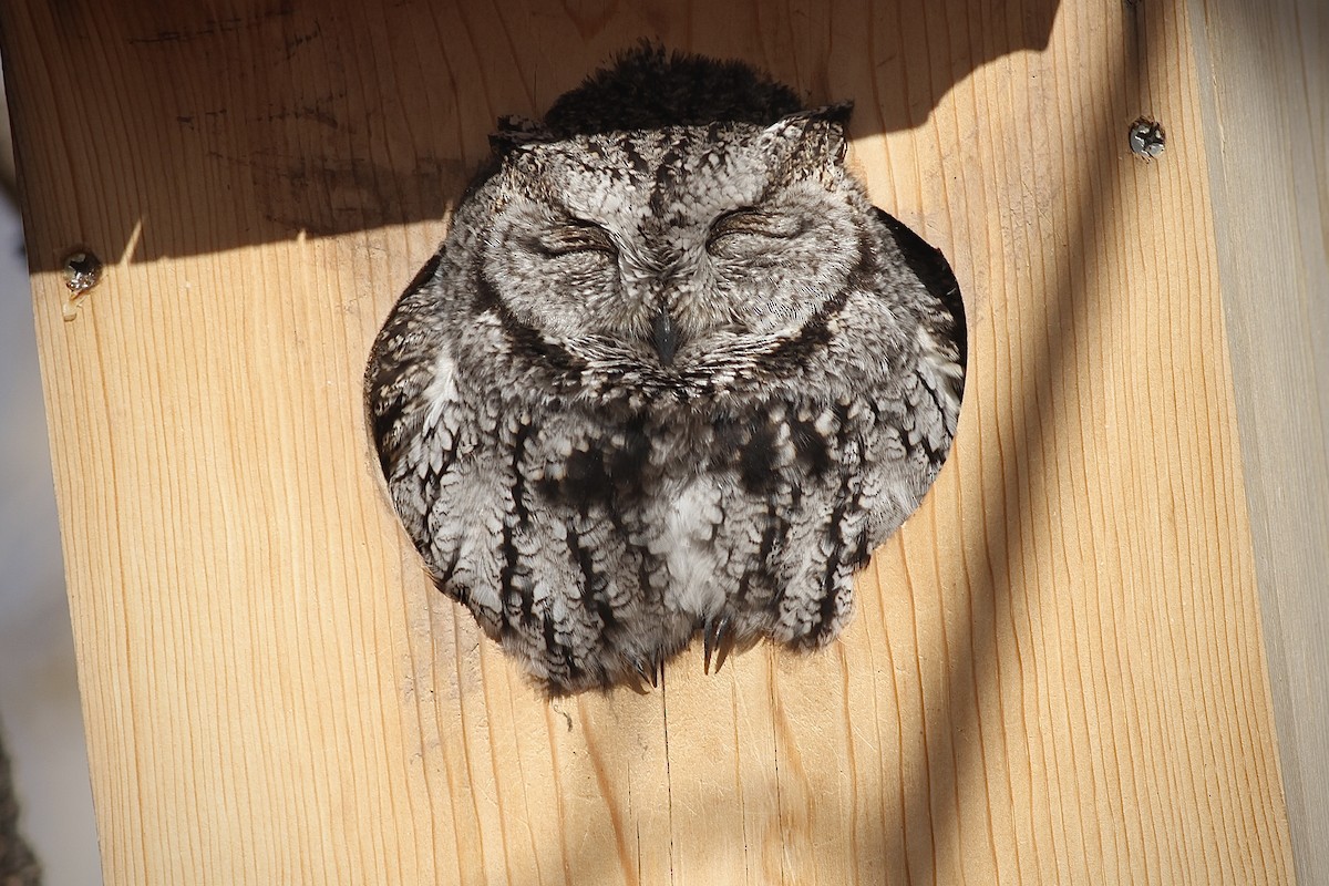 Western Screech-Owl - Andrew Theus