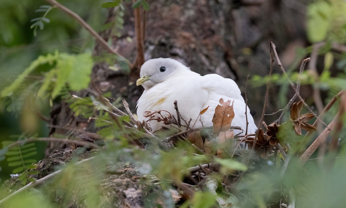 Torresian Imperial-Pigeon - ML612132457