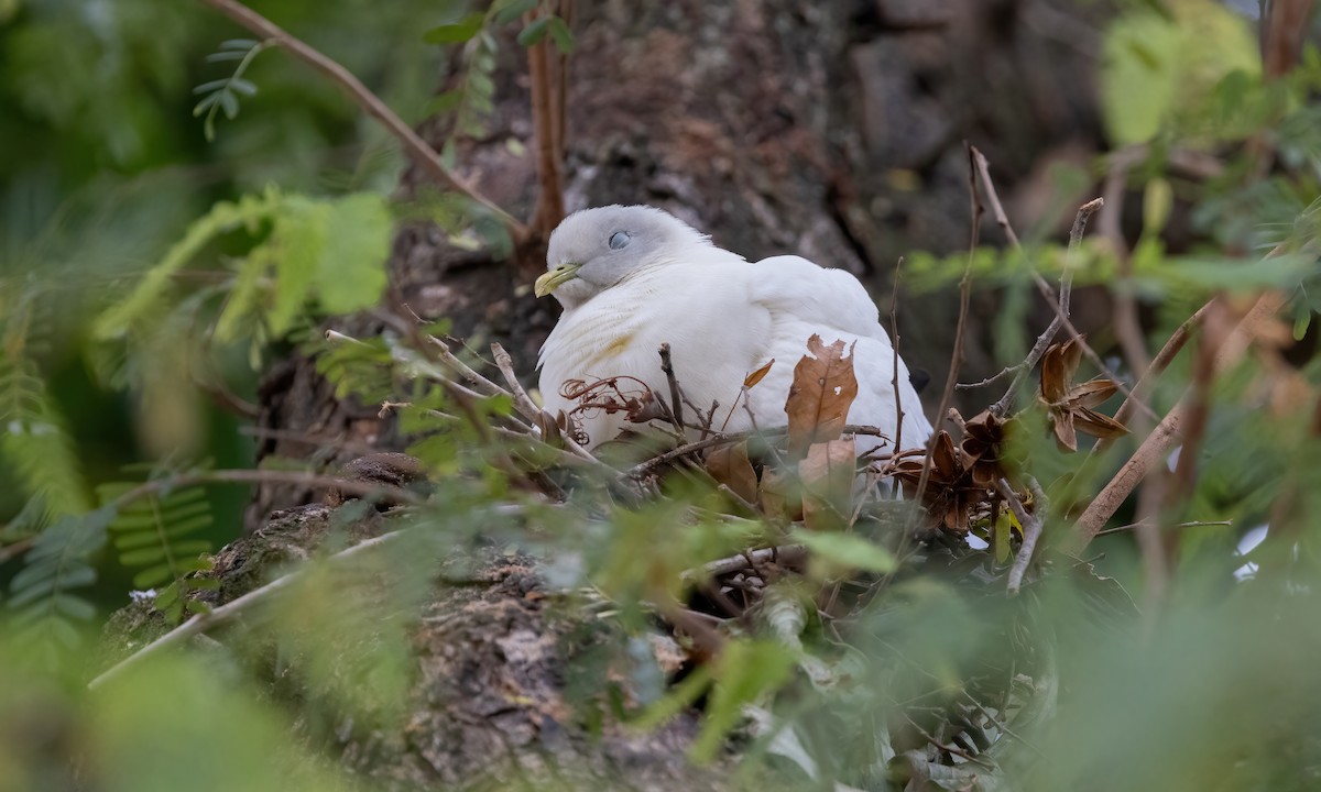 Torresian Imperial-Pigeon - ML612132458