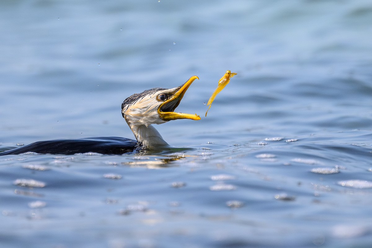 Little Pied Cormorant - ML612132588