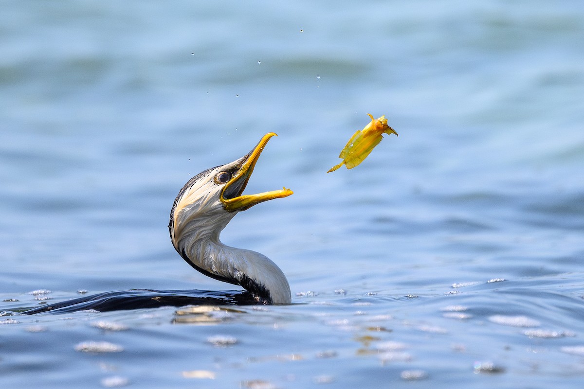 Little Pied Cormorant - ML612132589