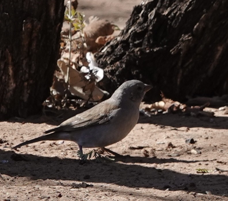 Southern Gray-headed Sparrow - ML612132593