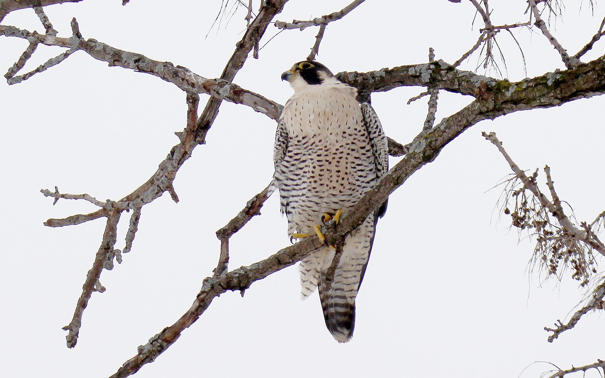 Peregrine Falcon - Clifford Rostek