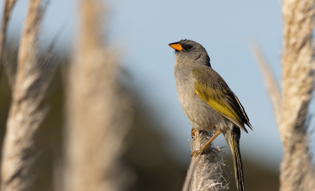 ソウゲンノジコ（platensis） - ML612132719