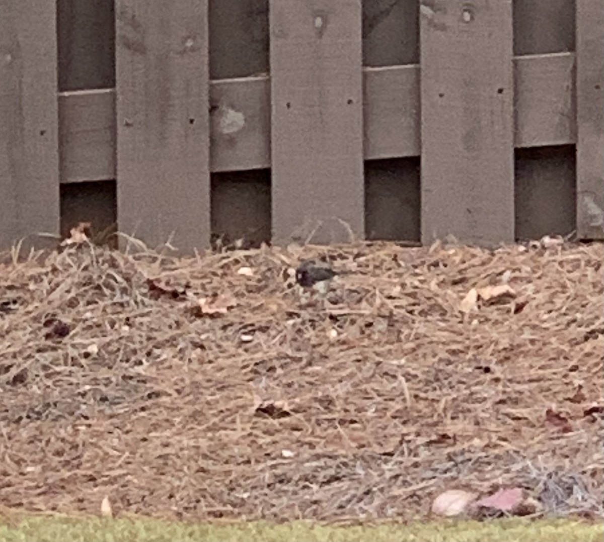 Dark-eyed Junco (Slate-colored) - ML612132734