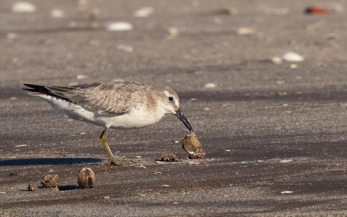 Red Knot - Chris Jones