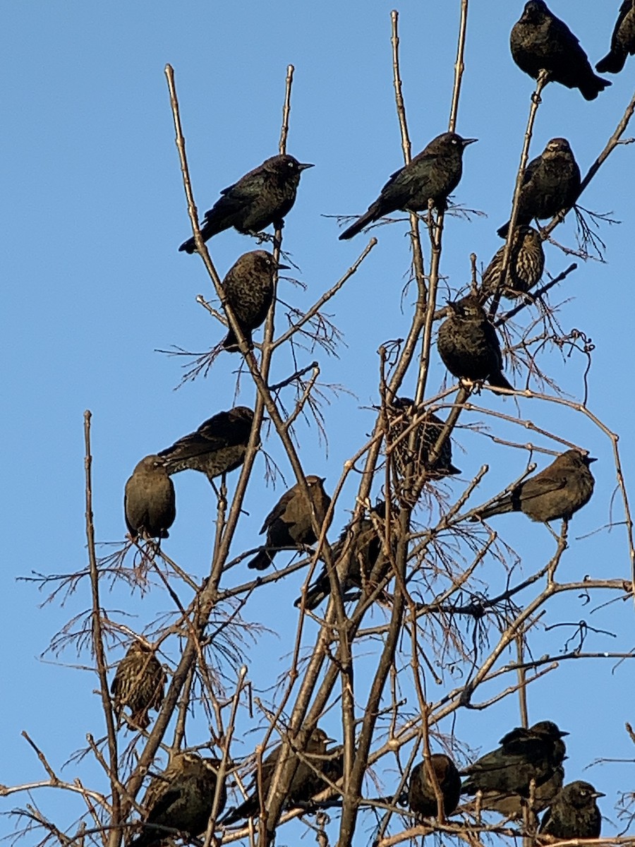 Rusty Blackbird - ML612132933