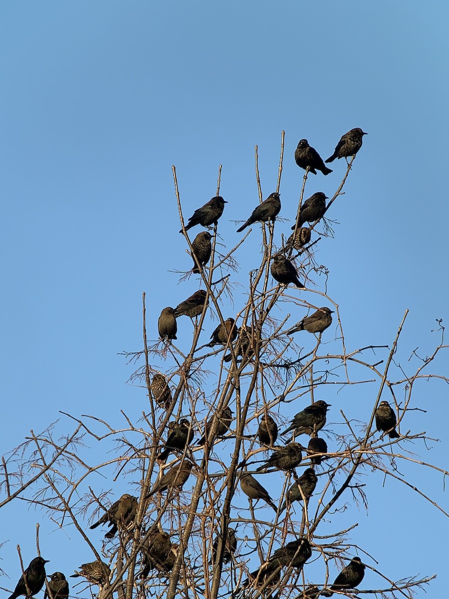 Rusty Blackbird - ML612132934
