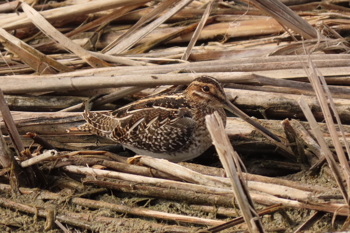 Wilson's Snipe - Kathleen Dvorak