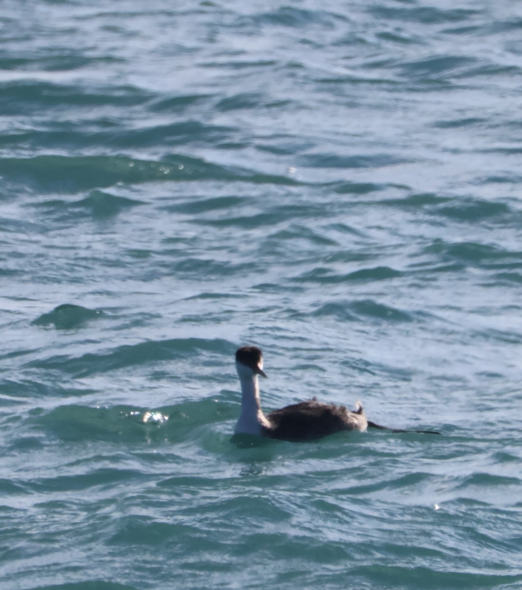 Western Grebe - ML612133016