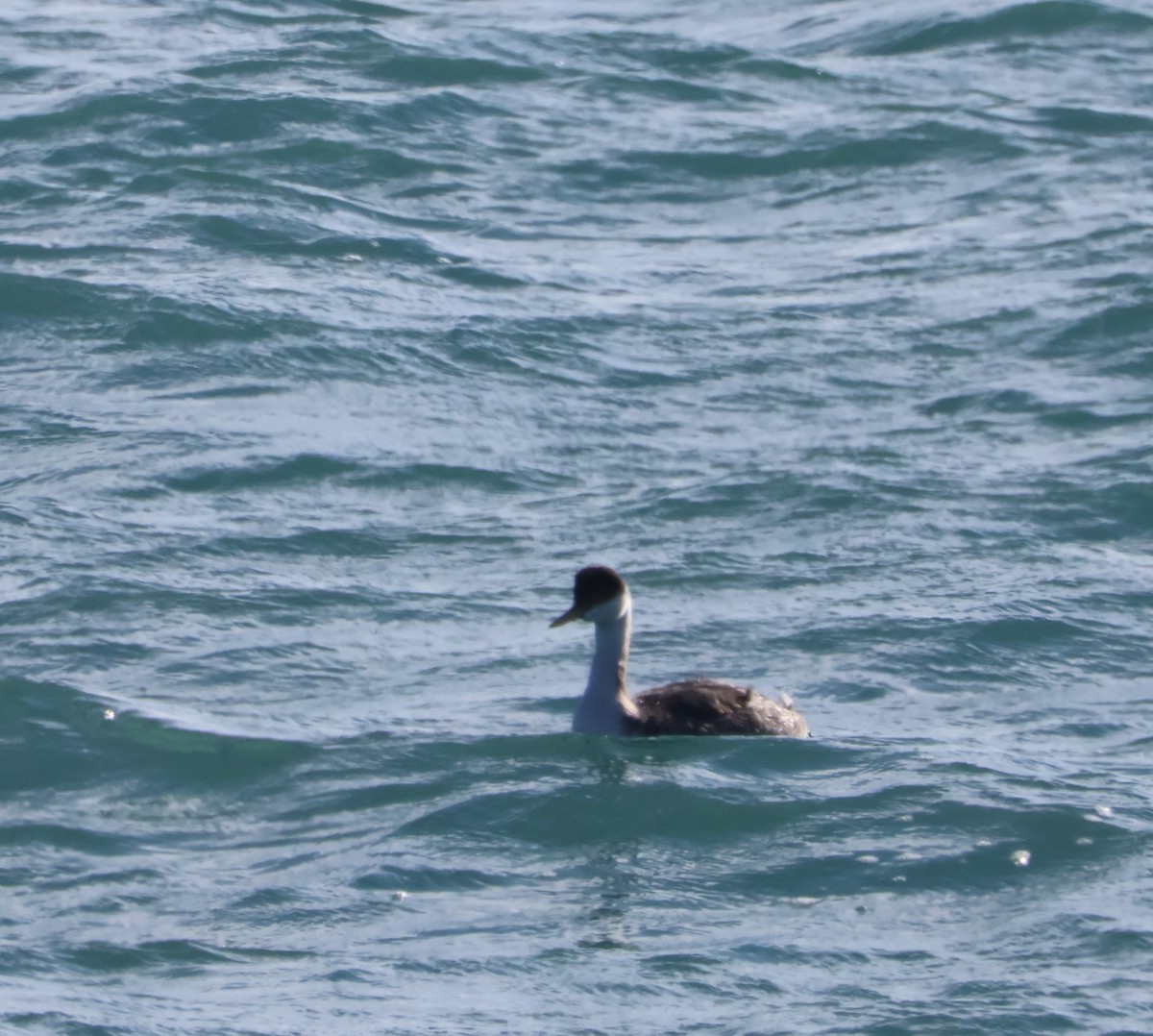 Western Grebe - ML612133017
