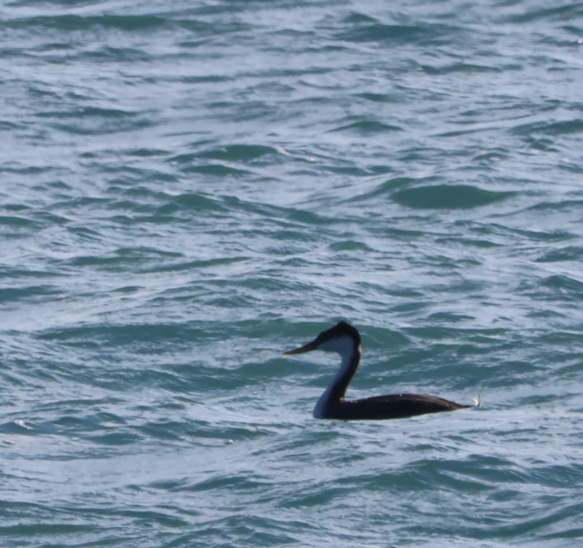 Western Grebe - ML612133018