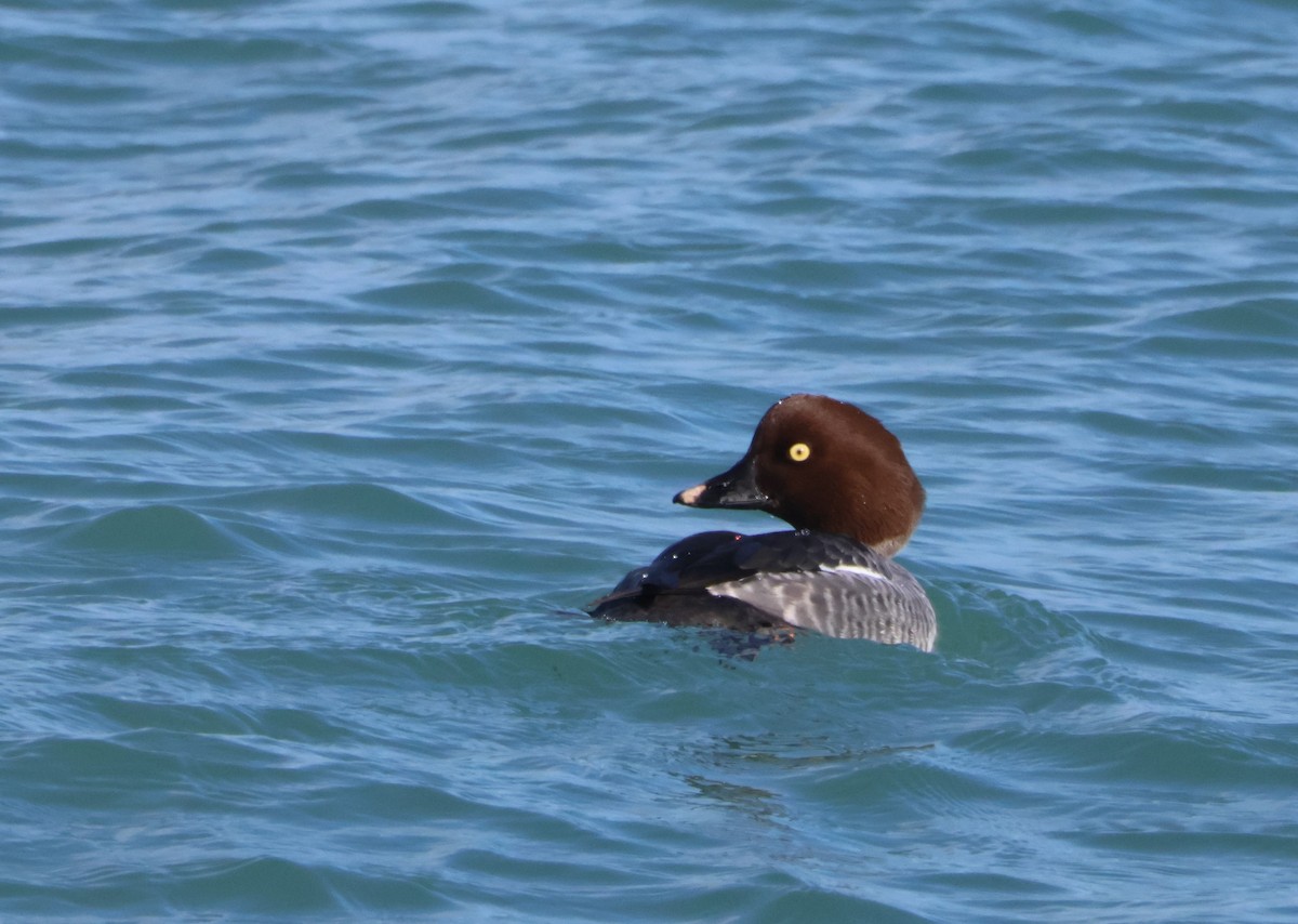 Common Goldeneye - Santo A. Locasto