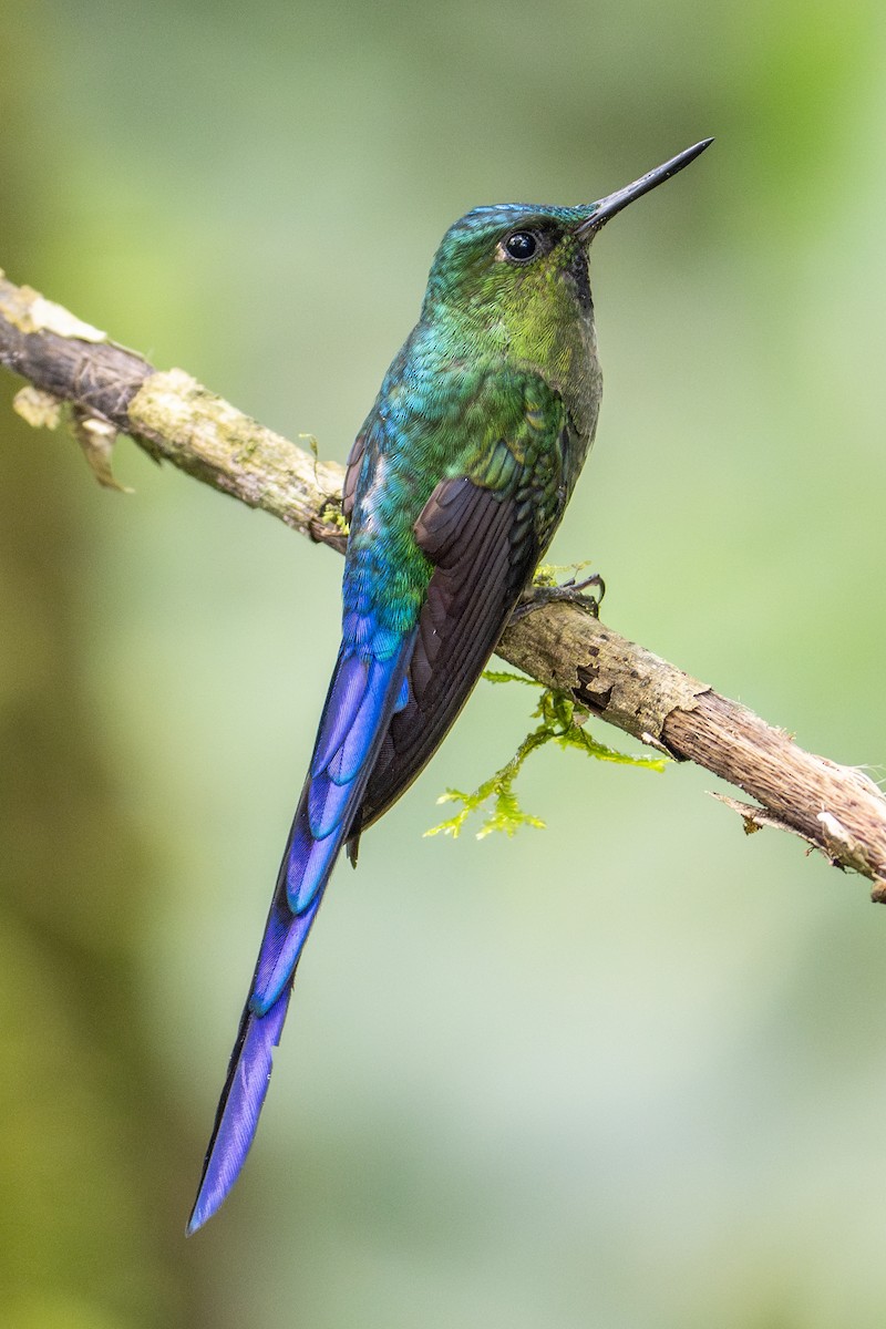 Violet-tailed Sylph - ML612133057