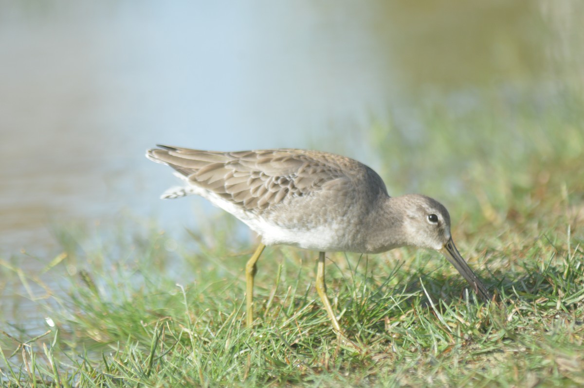 Long-billed Dowitcher - ML612133070