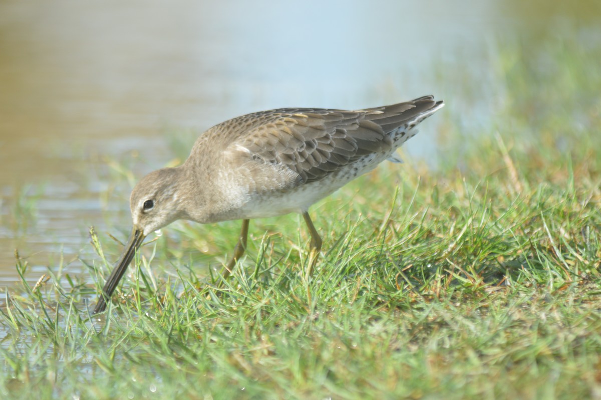 Long-billed Dowitcher - ML612133071