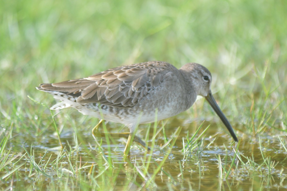 Long-billed Dowitcher - ML612133072