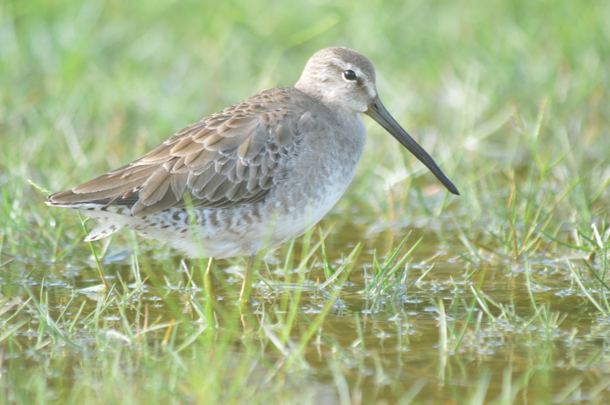 Long-billed Dowitcher - Eduardo Pacheco Cetina