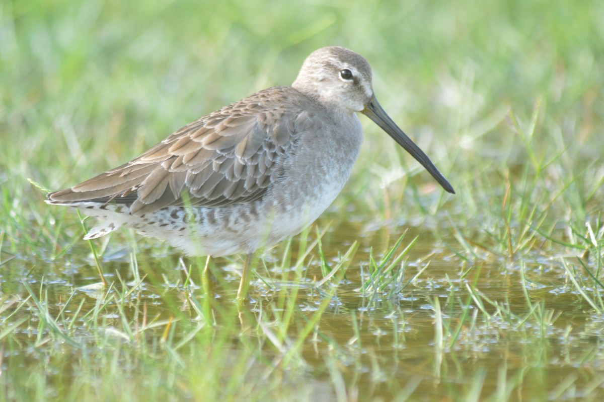 Long-billed Dowitcher - ML612133073