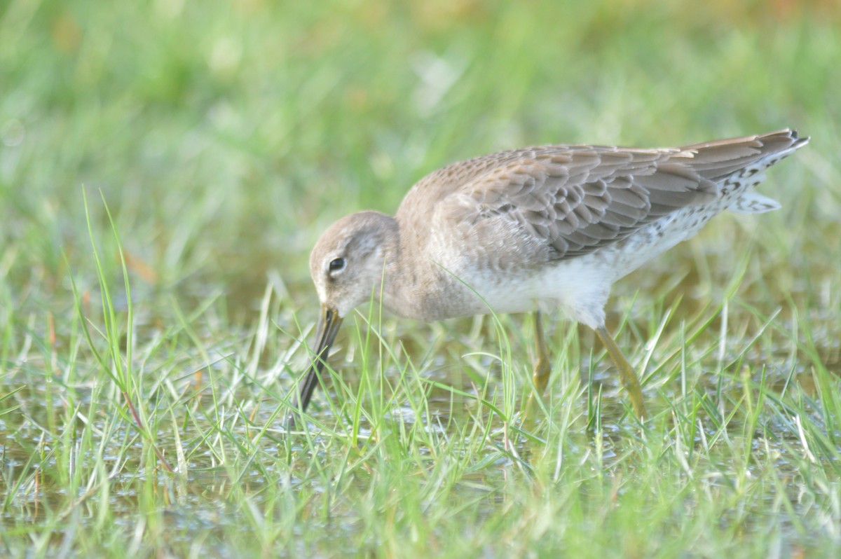 Long-billed Dowitcher - ML612133076