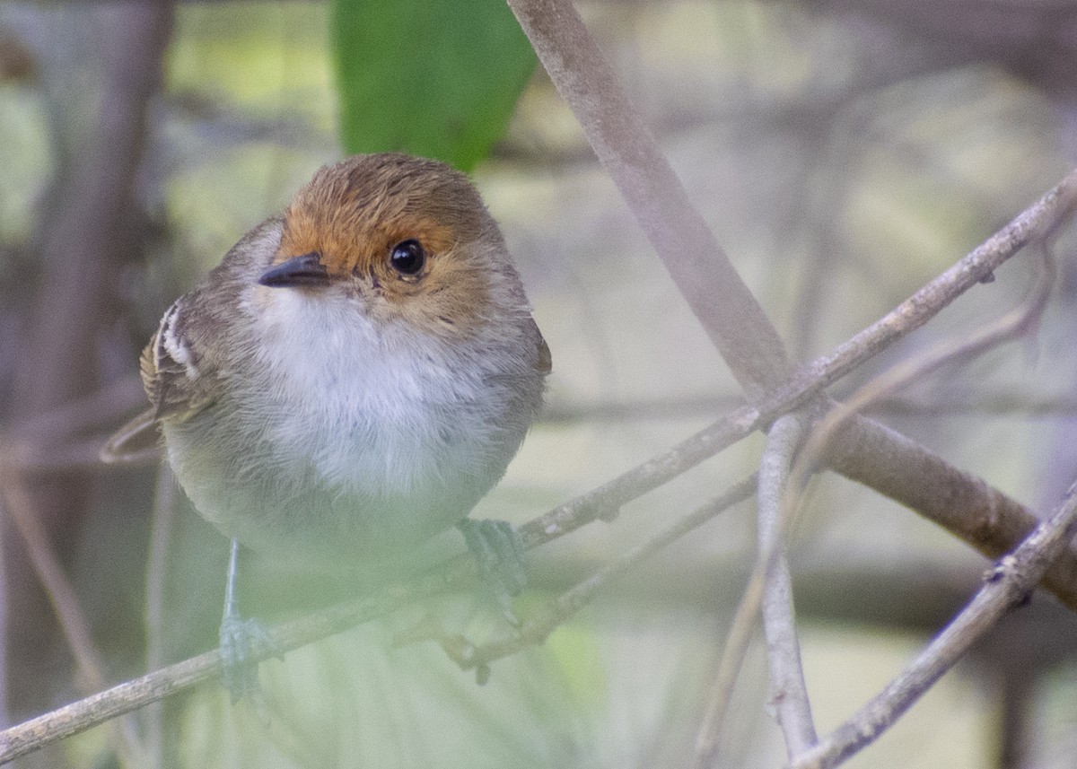 Fulvous-faced Scrub-Tyrant - ML612133154