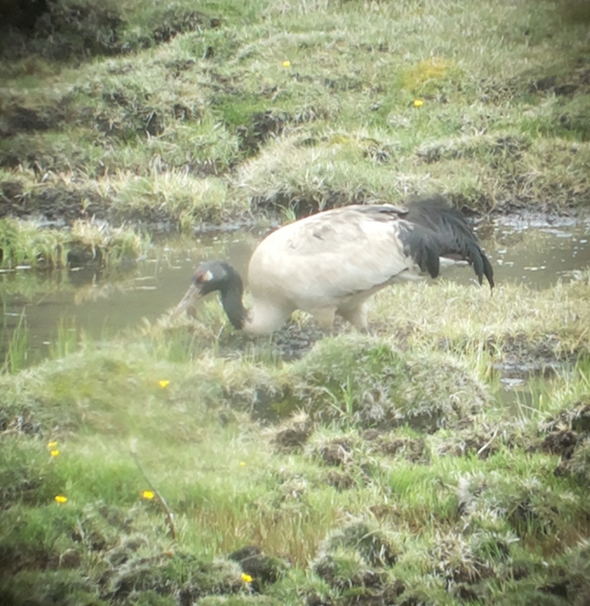 Black-necked Crane - Guy Kirwan