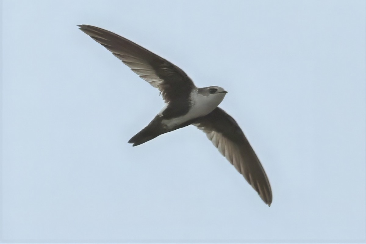 White-throated Swift - ML612133245