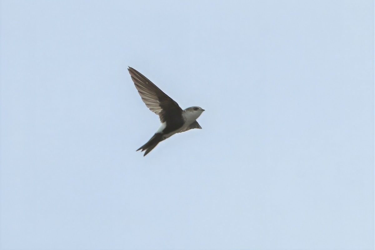 White-throated Swift - ML612133246