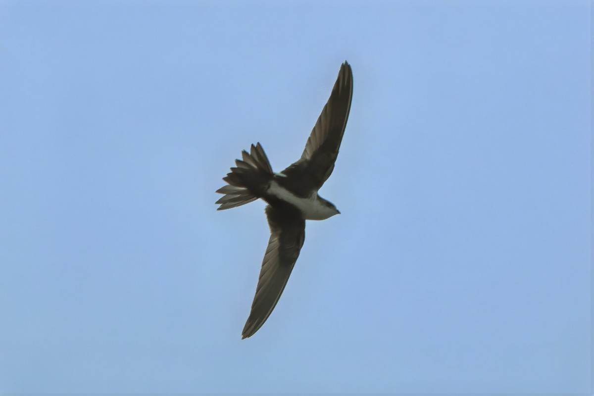 White-throated Swift - ML612133247