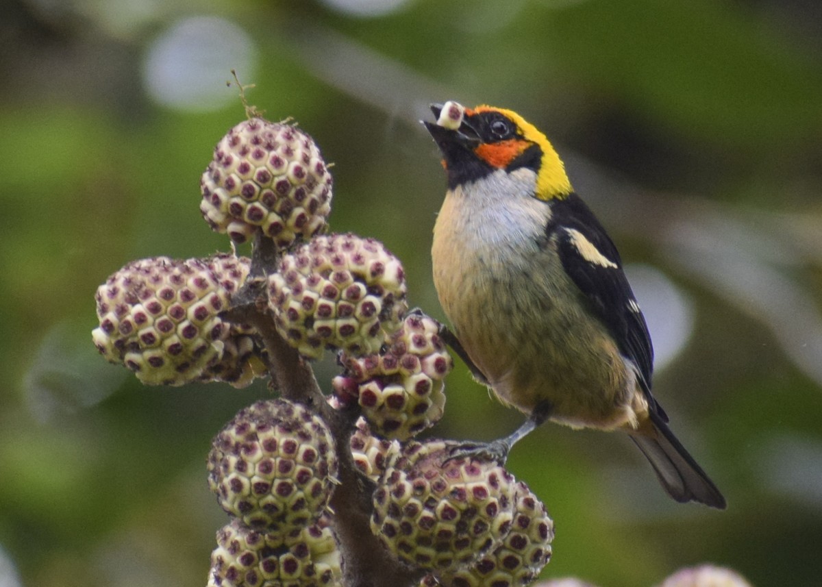 Flame-faced Tanager - ML612133254