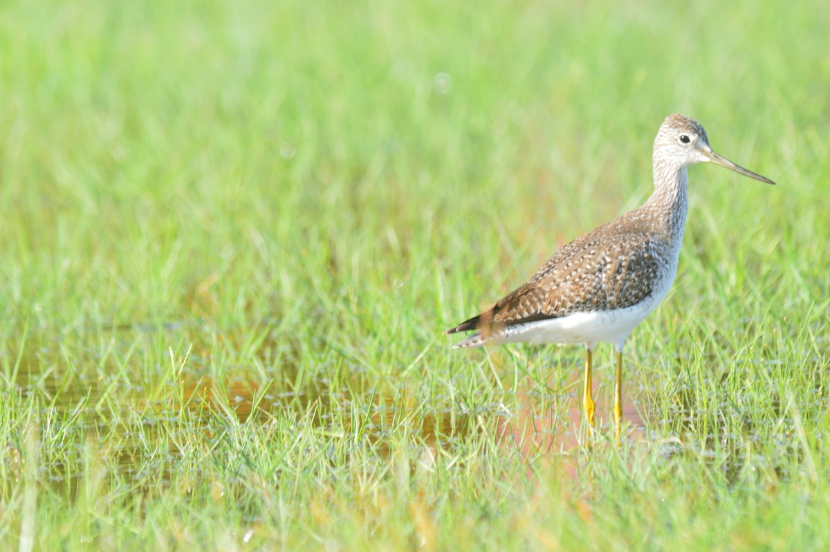 Greater Yellowlegs - ML612133318