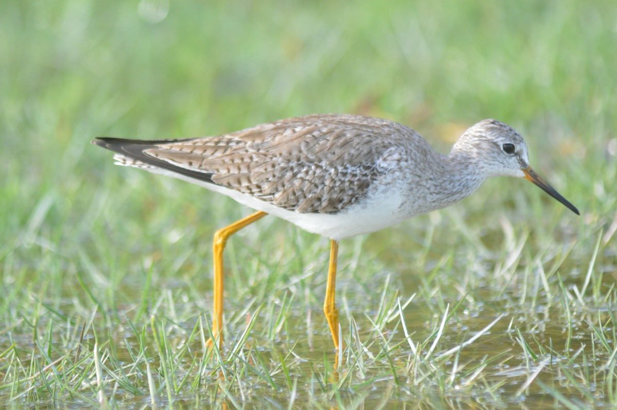 Lesser Yellowlegs - ML612133331