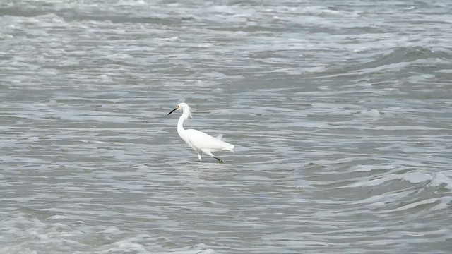 Snowy Egret - ML612133400