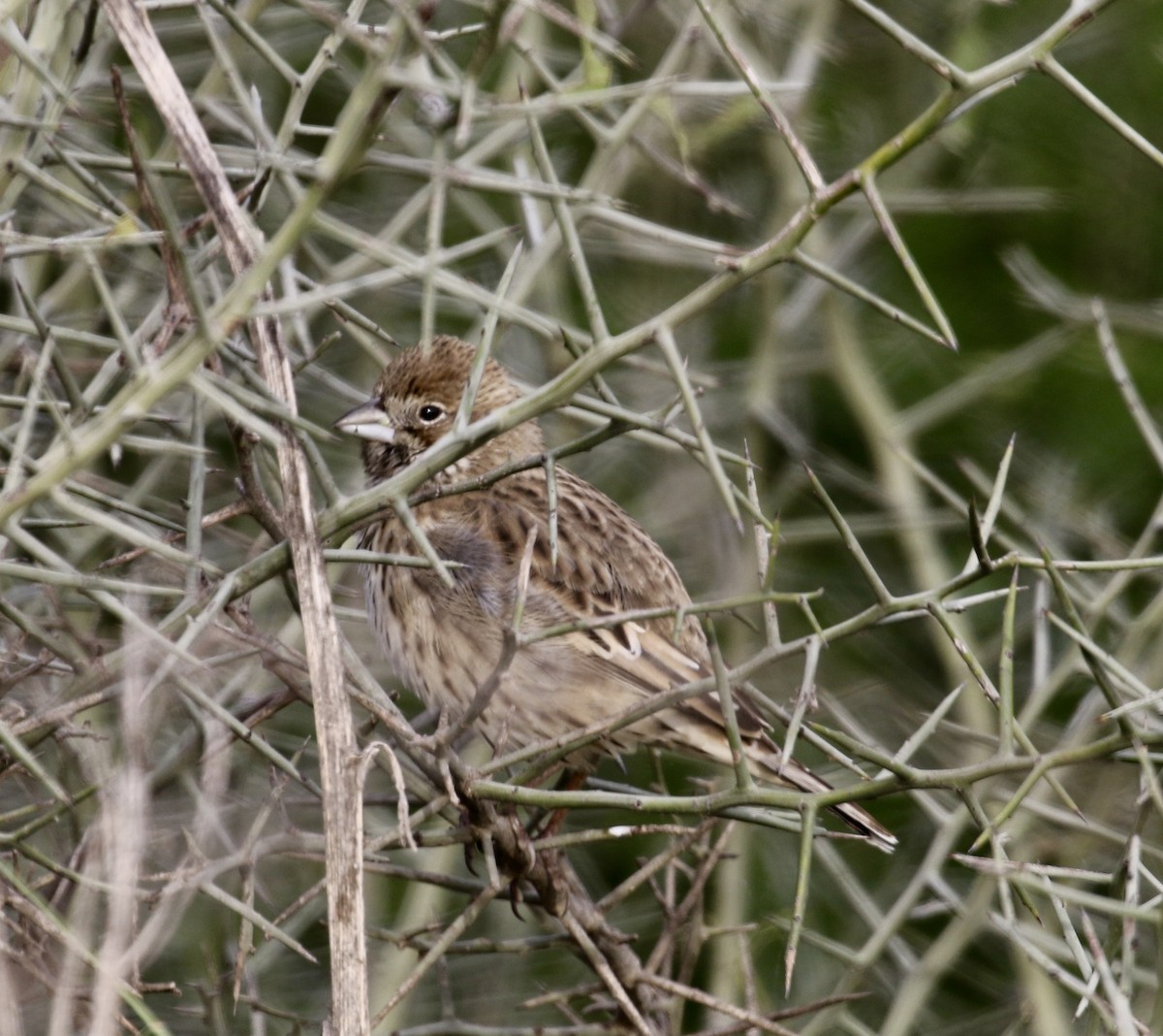 Lark Bunting - ML612133432