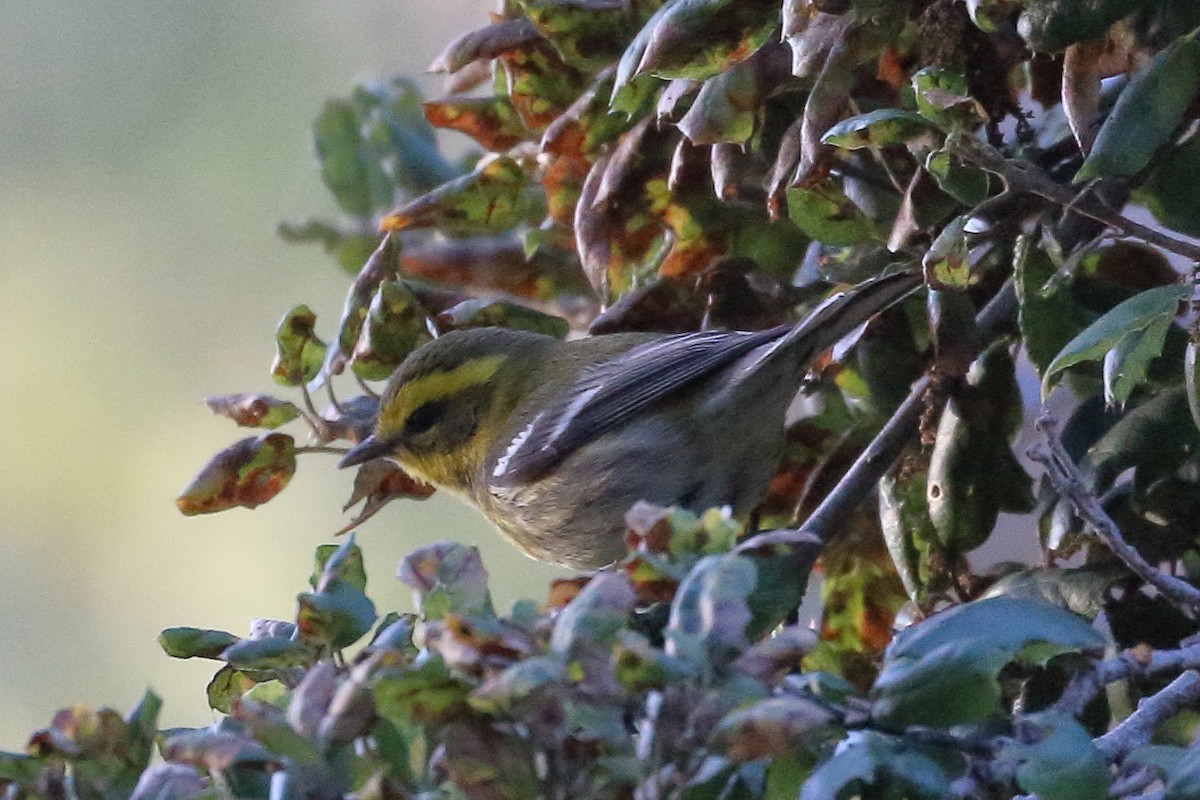 Townsend's Warbler - ML612133451