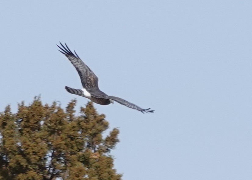 Northern Harrier - ML612133462