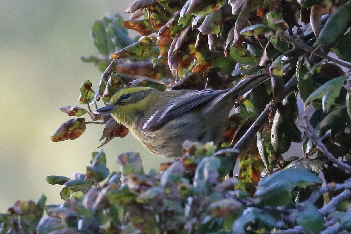 Townsend's Warbler - ML612133463